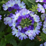 Verbena Vera Blue Bicolor